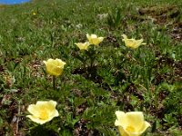 Pulsatilla alpina ssp apiifolia 68, Saxifraga-Ed Stikvoort