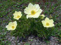 Pulsatilla alpina ssp apiifolia 69, Saxifraga-Ed Stikvoort