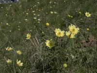 Pulsatilla alpina ssp apiifolia 74, Saxifraga-Willem van Kruijsbergen