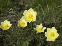 Pulsatilla alpina ssp apiifolia 87, Saxifraga-Annemiek Bouwman