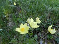 Pulsatilla alpina ssp apiifolia 92, Saxifraga-Rutger Barendse