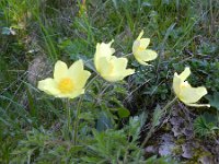 Pulsatilla alpina ssp apiifolia 94, Saxifraga-Rutger Barendse