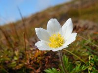 Pulsatilla alpina ssp austriaca 54, Saxifraga-Ed Stikvoort