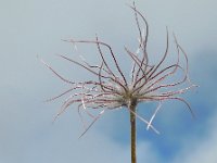 Pulsatilla alpina ssp austriaca 56, Saxifraga-Ed Stikvoort