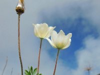 Pulsatilla alpina ssp austriaca 57, Saxifraga-Ed Stikvoort