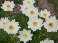 Pulsatilla alpina ssp cottianaea 102, Saxifraga-Harry Jans