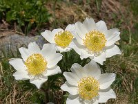 Pulsatilla alpina ssp cottianaea 104, Saxifraga-Harry Jans