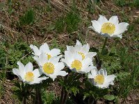 Pulsatilla alpina ssp cottianaea 107, Saxifraga-Harry Jans