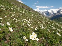 Pulsatilla alpina ssp cottianaea 108, Saxifraga-Harry Jans