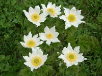 Pulsatilla alpina ssp cottianaea 110, Saxifraga-Harry Jans