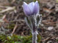 Pulsatilla alpina ssp millefoliata 98, Saxifraga-Luuk Vermeer