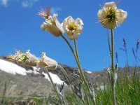 Pulsatilla armena 4, Saxifraga-Ed Stikvoort