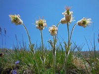 Pulsatilla armena 5, Saxifraga-Ed Stikvoort