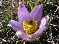 Pulsatilla grandis 2, Saxifraga-Jan Willem Jongepier