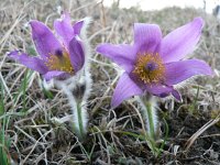 Pulsatilla grandis 3, Saxifraga-Jan Willem Jongepier