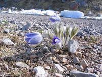 Pulsatilla grandis 5, Saxifraga-Jasenka Topic