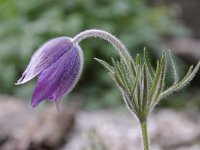 Pulsatilla grandis 6, Saxifraga-Luuk Vermeer