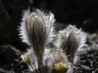 Pulsatilla grandis 7, Saxifraga-Luuk Vermeer