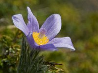 Pulsatilla halleri 36, Saxifraga-Luuk Vermeer