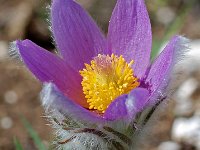 Pulsatilla halleri 4, Saxifraga-Willem van Kruijsbergen