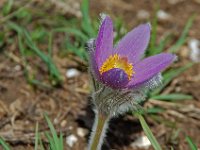 Pulsatilla halleri 9, Saxifraga-Willem van Kruijsbergen