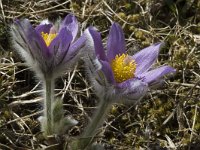 Pulsatilla halleri ssp halleri 12, Saxifraga-Marijke Verhagen