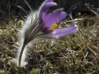 Pulsatilla halleri ssp halleri 17, Saxifraga-Marijke Verhagen