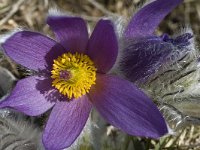 Pulsatilla halleri ssp halleri 19, Saxifraga-Marijke Verhagen