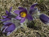 Pulsatilla halleri ssp halleri 20, Saxifraga-Marijke Verhagen