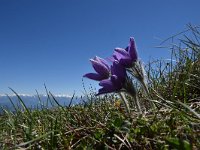 Pulsatilla halleri ssp halleri 22, Saxifraga-Luuk Vermeer