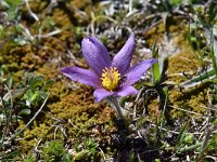 Pulsatilla halleri ssp halleri 25, Saxifraga-Luuk Vermeer