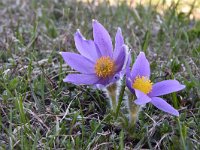 Pulsatilla halleri ssp halleri 28, Saxifraga-Luuk Vermeer