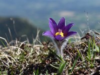 Pulsatilla halleri ssp halleri 29, Saxifraga-Luuk Vermeer