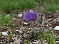 Pulsatilla halleri ssp halleri 30, Saxifraga-Luuk Vermeer