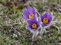 Pulsatilla halleri ssp halleri 33, Saxifraga-Luuk Vermeer