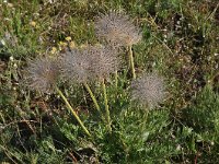 Pulsatilla halleri ssp rhodopaea 22, Saxifraga-Harry Jans