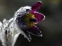 Pulsatilla montana