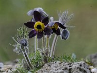 Pulsatilla montana 3, Saxifraga-Luuk Vermeer