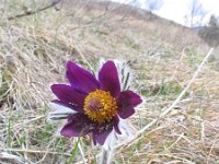 Pulsatilla montana 7, Saxifraga-Jasenka Topic