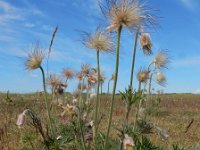 Pulsatilla pratensis 11, Saxifraga-Ed Stikvoort