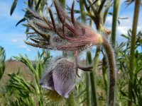 Pulsatilla pratensis 12, Saxifraga-Ed Stikvoort