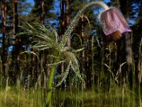 Pulsatilla pratensis 2, Saxifraga-Ed Stikvoort