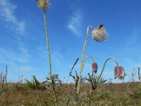 Pulsatilla pratensis 4, Saxifraga-Ed Stikvoort