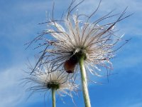 Pulsatilla pratensis 9, Saxifraga-Ed Stikvoort