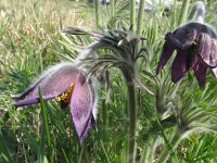 Pulsatilla pratensis ssp nigricans 15, Saxifraga-Jasenka Topic