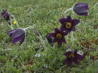 Pulsatilla rubra ssp rubra 14, Saxifraga-Willem van Kruijsbergen