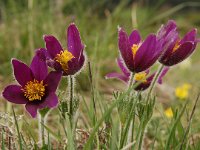 Pulsatilla rubra ssp rubra 20, Saxifraga-Annemiek Bouwman