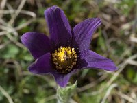 Pulsatilla rubra ssp rubra 5, Saxifraga-Willem van Kruijsbergen