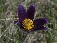 Pulsatilla rubra ssp rubra 7, Saxifraga-Willem van Kruijsbergen