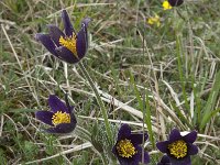 Pulsatilla rubra ssp rubra 8, Saxifraga-Willem van Kruijsbergen